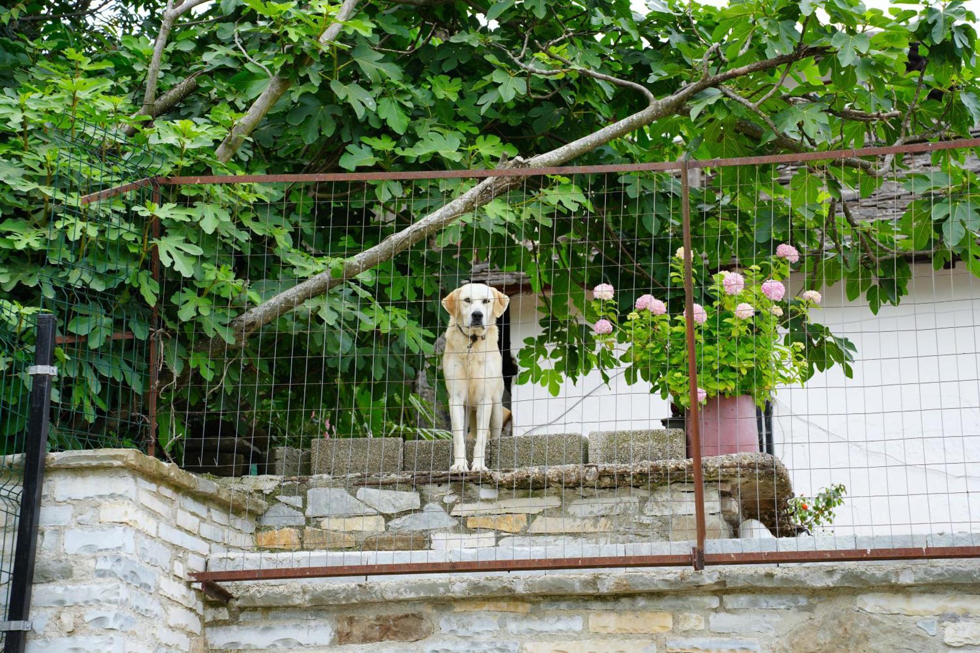 Castlefront Villa Gjirokastër Buitenkant foto